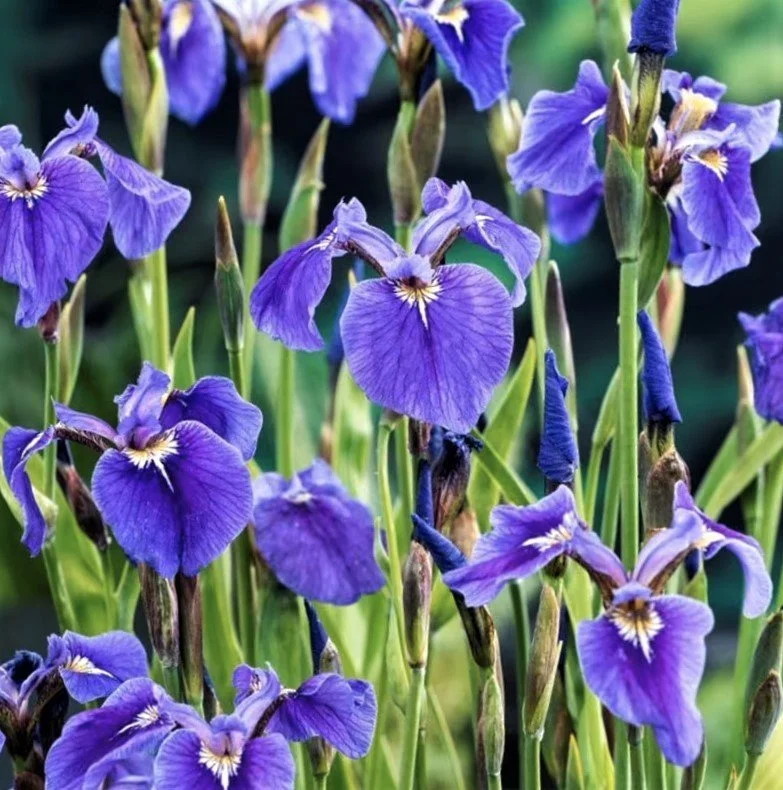 Iris setosa (Alaska or Wild Flag Iris) — Native Plant Salvage